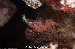 Saron Marmoratus - Shrimp posing for me :-) by Jacob Mortensen 